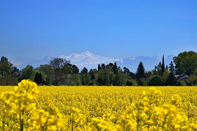 field, mac wallpaper, rapeseed, free wallpaper, yellow flowers, 4k wallpaper 1920x1080, mont-blanc, mountain, flowers, nature wallpaper, bloom, flower wallpaper, laptop wallpaper, desktop backgrounds, nature, nature background, landscape, hd wallpaper, floral background, free background, spring, agriculture, cool backgrounds, beautiful nature, wallpaper 4k, alps, beautiful wallpaper, wallpaper, beautiful flowers, desktop picture, windows wallpaper, full hd wallpaper, flower background, hintergrundsbild, 4k wallpaper, wallpaper hd, yk - 4K 8K wallpaper background by ykaiavu | Pix8K