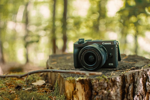 forest, camera, canon, tree stump, photography, photo camera, slr camera, digital camera, lens, recording, photographer, wood, nature, zoom lens, taking photos, photo, dslr, dslm, picture, technology, slr, camera lens, eos, branch - 4K 8K wallpaper background by 7968776 | Pix8K