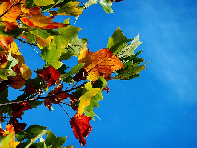 autumn, leaves, foliage, autumn leaves, autumn foliage, autumn colors, autumn season, fall foliage, fall leaves, fall colors, nature, autumn, autumn, autumn, autumn, autumn, leaves, autumn leaves, fall leaves - 4K 8K wallpaper background by moritz320 | Pix8K