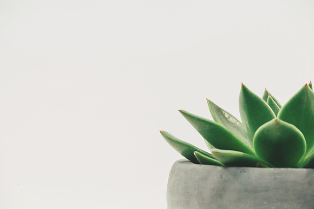 plant, succulent, potted, white space, white background, minimal, copy space, leaf, green, nature, natural, decor, simple, plant, plant, white background, white background, white background, white background, white background, leaf, green, green, simple - 4K 8K wallpaper background by scottwebb | Pix8K