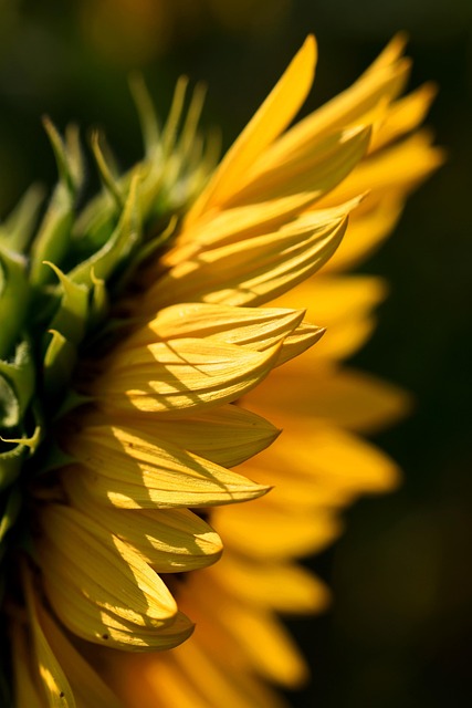 sunflower, flower, plant, flower wallpaper, beautiful flowers, yellow flower, petals, flower background, bloom, floral background, background, beautiful wallpaper, summer, nature, closeup - 4K 8K wallpaper background by phydc | Pix8K