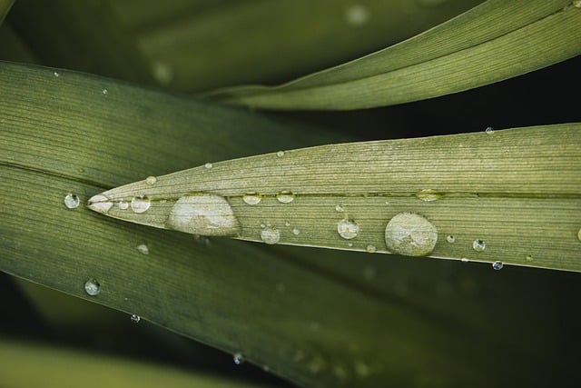 water drops, cool backgrounds, desktop backgrounds, drop, hd wallpaper, free background, nature, liquid, beautiful nature, full hd wallpaper, mac wallpaper, rain, surface, wet, 4k wallpaper 1920x1080, green nature, green, laptop wallpaper, grass, 4k wallpaper, pattern, nature background, windows wallpaper, wallpaper hd, beautiful wallpaper, garden, outdoor, wallpaper 4k, nature wallpaper, free wallpaper, botany, biology, texture, wallpaper, background - 4K 8K wallpaper background by MolnarSzabolcsErdely | Pix8K
