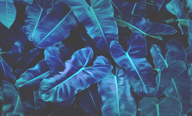 pandora, plant, blue, turquoise, nature, blossom, bloom, neon, windows wallpaper, shining, background, full hd wallpaper, wallpaper 4k, macro, wallpaper hd, flower wallpaper, floral background, flora, free wallpaper, flower background, flower, free background, purple, 4k wallpaper, dark, beautiful wallpaper, mac wallpaper, surreal, beautiful flowers, cool backgrounds, 4k wallpaper 1920x1080, hd wallpaper, dream, desktop backgrounds, laptop wallpaper, coloured - 4K 8K wallpaper background by Yuri_B | Pix8K
