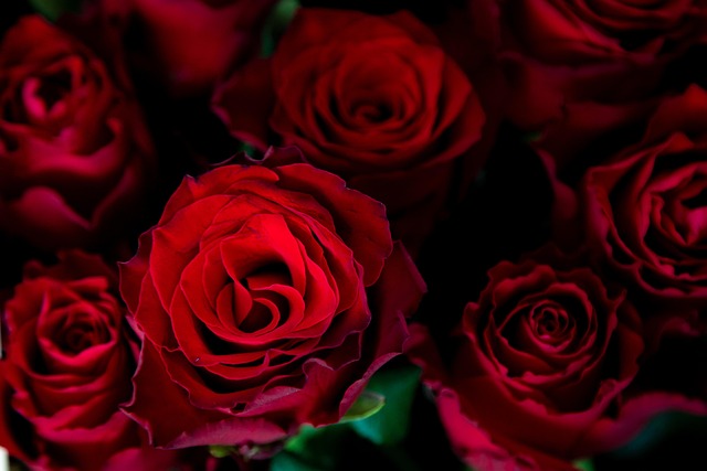 roses, 4k wallpaper, flower wallpaper, free background, red roses, bouquet, red flowers, free wallpaper, full hd wallpaper, 4k wallpaper 1920x1080, laptop wallpaper, desktop backgrounds, flowers, hd wallpaper, beautiful flowers, flower background, flora, beautiful wallpaper, cool backgrounds, mac wallpaper, nature, wallpaper hd, wallpaper 4k, windows wallpaper, background - 4K 8K wallpaper background by Grey85 | Pix8K