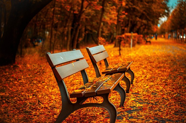 benches, autumn, park, rest, sit, park bench, seats, nature, wood, wooden bench, leaves, foliage, autumn leaves, autumn foliage, autumn season, autumn colors, fall, fall foliage, fallen leaves, fall colors - 4K 8K wallpaper background by pepperminting | Pix8K