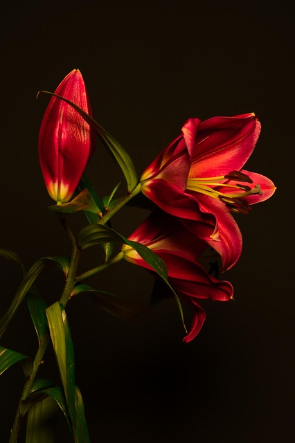 lilies, red lilies, flower wallpaper, red flowers, blossom, bloom, beautiful flowers, flowers, flora, plant, nature, dark, red, flower background, phone wallpaper, aesthetic wallpaper - 4K 8K wallpaper background by Anrita1705 | Pix8K
