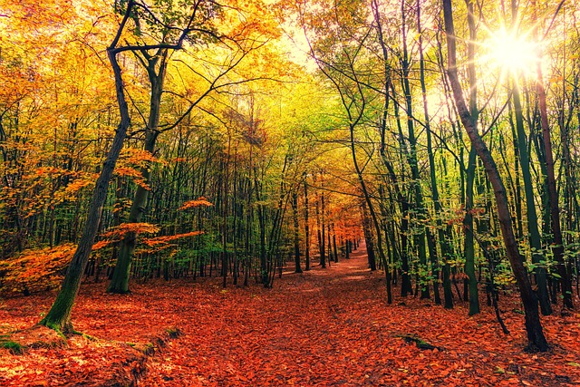 forest, full hd wallpaper, free background, woods, mac wallpaper, autumn, nature, landscape, wallpaper 4k, laptop wallpaper, beautiful nature, nature background, nature wallpaper, path, hd wallpaper, forest path, windows wallpaper, desktop backgrounds, trees, free wallpaper, beautiful wallpaper, 4k wallpaper, trail, wallpaper hd, cool backgrounds, 4k wallpaper 1920x1080, wallpaper - 4K 8K wallpaper background by jplenio | Pix8K