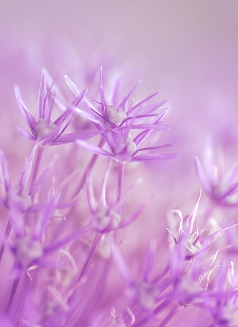 flowers, macro, spring, nature, flower background, bloom, blossom, botany, aesthetic wallpaper, beautiful flowers, phone wallpaper, iphone wallpaper, flower wallpaper - 4K 8K wallpaper background by reichdernatur | Pix8K