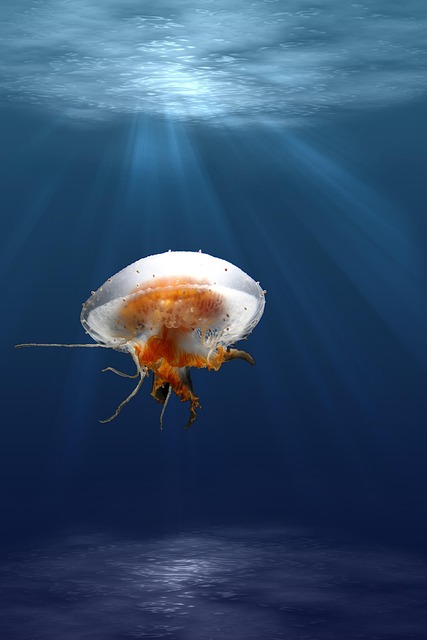 jellyfish, tentacles, phone wallpaper, animal, underwater, lock screen wallpaper, sea jelly, cnidaria, marine life, sea life, ocean life, aquatic animal, wildlife, fauna, beautiful wallpaper, sea, ocean, mobile wallpaper, marine, nature, water, ipad wallpaper, mobile wallpaper 4k, aquatic, creature, translucent, iphone wallpaper, samsung wallpaper, wallpaper - 4K 8K wallpaper background by flutie8211 | Pix8K
