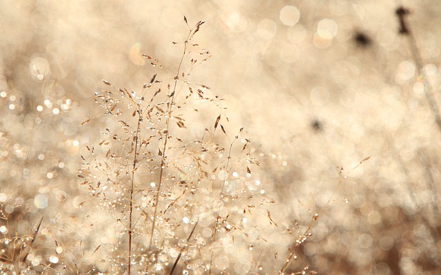 grass, autumn, backlight, 4k wallpaper, sun, mac wallpaper, full hd wallpaper, sunny, plant, beautiful wallpaper, desktop backgrounds, fall, free wallpaper, nature, natural, blurred background, ecology, 4k wallpaper 1920x1080, free background, environment, bright, wallpaper 4k, day, bokeh, hd wallpaper, wallpaper hd, blur, beautiful nature, nice, laptop wallpaper, cool backgrounds, windows wallpaper, floral background, wallpaper, nature wallpaper, picture, nature background, image - 4K 8K wallpaper background by Luxurybackground-com | Pix8K