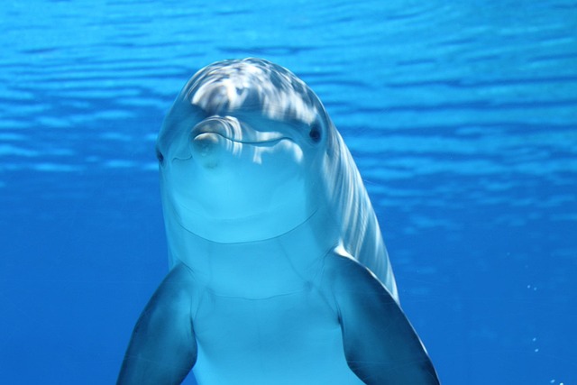 dolphin, animal, sea, ocean, underwater, mammal, marine mammal, marine animal, marine life, sea life, ocean life, nature, wildlife - 4K 8K wallpaper background by Claudia14 | Pix8K