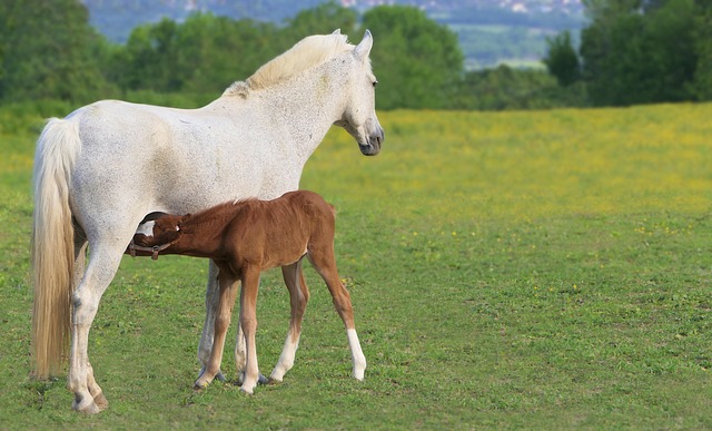 foal, free background, wallpaper hd, brown, free wallpaper, drunk, mom, windows wallpaper, mare, 4k wallpaper 1920x1080, laptop wallpaper, full hd wallpaper, white, horse, nature, baby, equine, field, 4k wallpaper, cute, cool backgrounds, desktop backgrounds, wallpaper, desktop picture, wallpaper 4k, hd wallpaper, mac wallpaper, beautiful wallpaper, yk - 4K 8K wallpaper background by ykaiavu | Pix8K