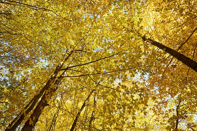 yellow, full hd wallpaper, laptop wallpaper, autumn, leaf, tree, branches, high, windows wallpaper, live, desktop backgrounds, cool backgrounds, nature, 4k wallpaper, dry leaf, view, forest, herb, spring, wallpaper hd, free wallpaper, winter, leaves, colour, 4k wallpaper 1920x1080, daytime, wallpaper 4k, hd wallpaper, composition, mac wallpaper, day light, environment, free background, morning, background, beautiful wallpaper, perspective, beautiful, photography, tissue - 4K 8K wallpaper background by Engin_Akyurt | Pix8K