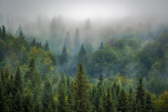 trees, forest, fog, foggy, haze, mist, misty, conifers, coniferous, conifer forest, evergreen, pine trees, fir trees, woods, woodlands, landscape, nature, pine forest, rural landscape, forest, forest, forest, forest, forest - 4K 8K wallpaper background by Bergadder | Pix8K