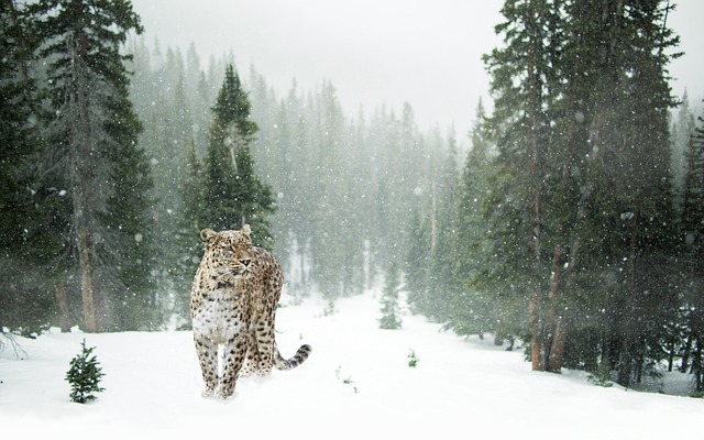 leopard, snow leopard, nature, snow, winter, forest, portrait, pet, close up, animal world, cat, feline, wild cat, animal, wildlife, wildlife photography - 4K 8K wallpaper background by TeeFarm | Pix8K