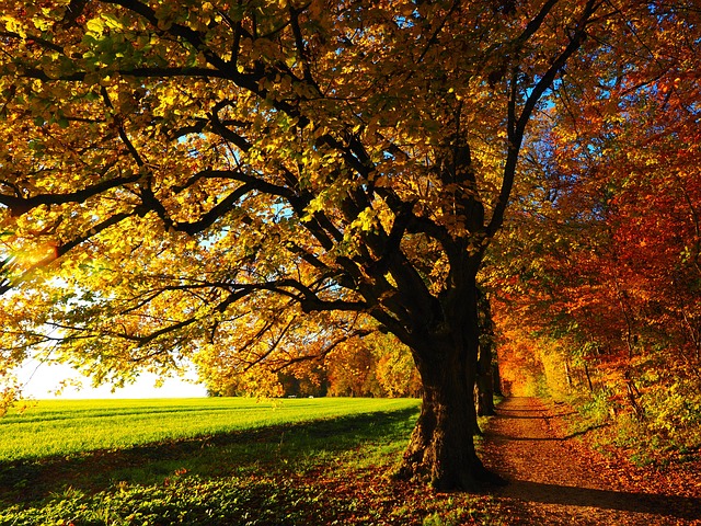 autumn, leaves, trees, path, trail, field, meadow, woods, woodland, foliage, autumn leaves, autumn foliage, autumn colors, autumn season, fall foliage, fall leaves, fall colors, orange leaves, orange foliage, forest, nature, autumn, autumn, autumn, autumn, autumn, forest - 4K 8K wallpaper background by Hans | Pix8K