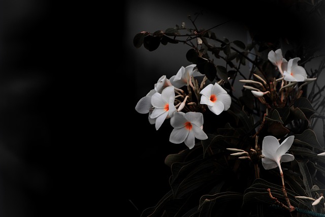 white flowers, bouquet, free background, wallpaper 4k, beautiful wallpaper, aesthetic, 4k wallpaper 1920x1080, aesthetic wallpaper, desktop backgrounds, mac wallpaper, 4k wallpaper, hd wallpaper, full hd wallpaper, cool backgrounds, wallpaper, windows wallpaper, free wallpaper, wallpaper hd, laptop wallpaper, black and white - 4K 8K wallpaper background by simonreza | Pix8K
