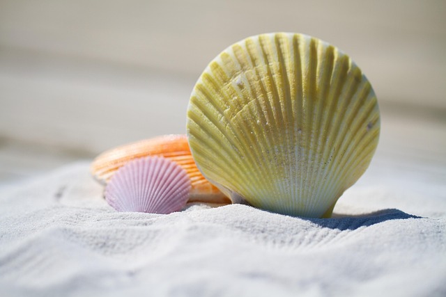 shells, sand, beach, seashells, shore, seashore, nature, sandy, sandy beach, mollusks, summer, vacation - 4K 8K wallpaper background by julesroman | Pix8K