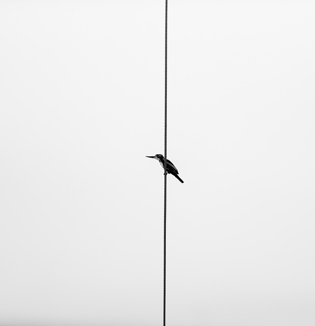 bird, animal, wildlife, vietnam, nature, cuckoo, minimal - 4K 8K wallpaper background by BenjiTran | Pix8K