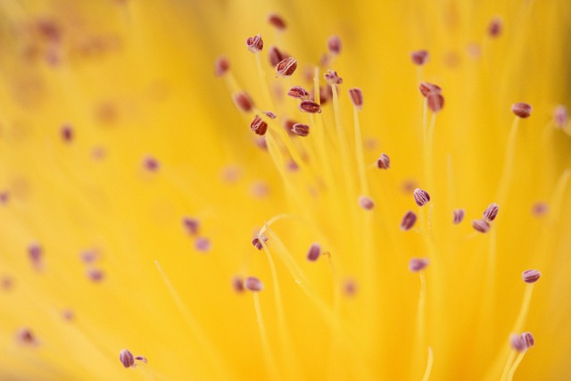 stamens, wallpaper 4k, botany, desktop backgrounds, macro photography, macro, free wallpaper, nature, hd wallpaper, seeds, beautiful nature, mac wallpaper, nature background, cool backgrounds, laptop wallpaper, windows wallpaper, endurance, nature wallpaper, flower, flower background, blossom, bloom, plant, yellow, floral background, 4k wallpaper, orange, background image, full hd wallpaper, flower wallpaper, wallpaper, beautiful wallpaper, 4k wallpaper 1920x1080, beautiful flowers, wallpaper hd, desktop, free background, desktop image - 4K 8K wallpaper background by AdelinaZw | Pix8K