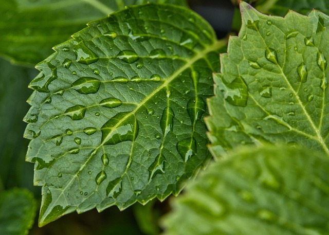 rain, raindrop, hd wallpaper, waterdrop, leaves, wallpaper hd, free wallpaper, wet, drops, beautiful wallpaper, nature, laptop wallpaper, background, green, rainy, mac wallpaper, template, windows wallpaper, garden, free background, floral background, desktop backgrounds, 4k wallpaper 1920x1080, cool backgrounds, plant, 4k wallpaper, full hd wallpaper, close up, naturally, wallpaper 4k, moisture, weather, texture - 4K 8K wallpaper background by Anrita1705 | Pix8K