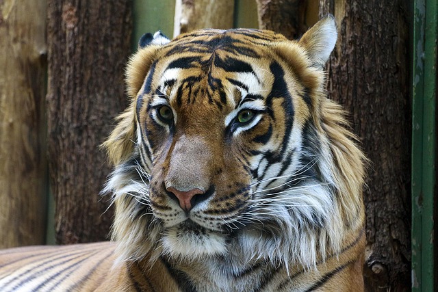 animal, tiger, portrait, zoo, big cat, wild cat, head, tiger head, nature, feline, wild animal, wilderness, wildlife, wildlife photography, animal world - 4K 8K wallpaper background by Pexels | Pix8K