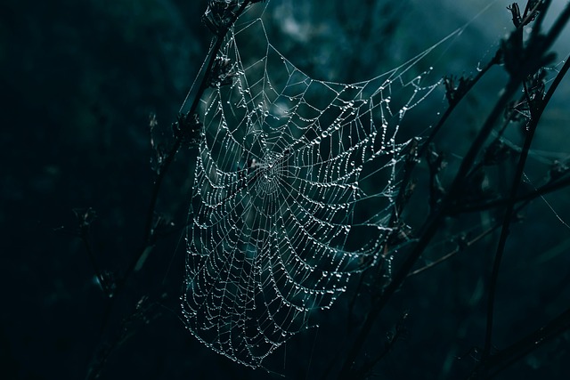 spider web, cool backgrounds, windows wallpaper, droplets, rain drops, free background, 4k wallpaper, free wallpaper, wallpaper hd, mac wallpaper, water droplets, 4k wallpaper 1920x1080, water drops, after the rain, beautiful wallpaper, rain droplets, wallpaper 4k, hd wallpaper, full hd wallpaper, desktop backgrounds, nature, laptop wallpaper, background - 4K 8K wallpaper background by Wyxina | Pix8K