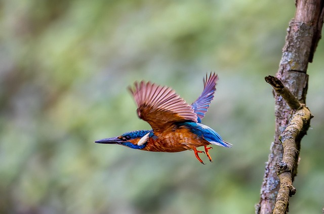 kingfisher, flying, bird, nature wallpaper, birdwatching, full hd wallpaper, hd wallpaper, nature background, nature, animal, bird watching, ornithology, beautiful nature, 4k wallpaper, wildlife photography, nature photography - 4K 8K wallpaper background by Gruendercoach | Pix8K