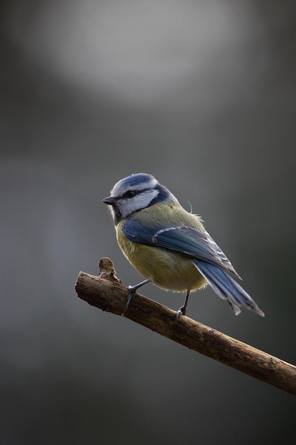 blue tit, nuthatch, bird, animal, wildlife, plumage, branch, perched, nature, birdwatching, wildlife photography, nature photography, bird photography, nature, nature, nature, nature, nature - 4K 8K wallpaper background by Max_Gindele_Photography | Pix8K