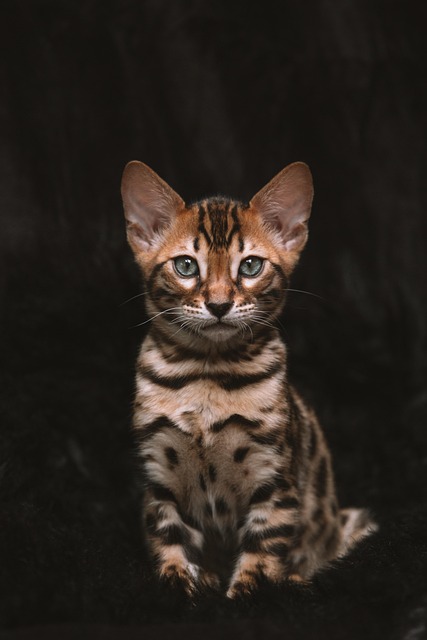 cat, nature, kitten, feline, pet, domestic cat, animal, black wallpaper, black - 4K 8K wallpaper background by xsimb | Pix8K