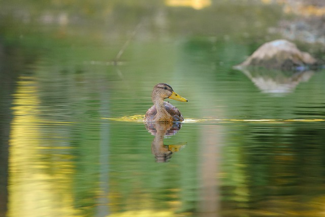 duck, bird, mac wallpaper, bird watching, water bird, animal, wildlife, fauna, nature, plumage, 4k wallpaper 1920x1080, wallpaper, free wallpaper, nature wallpaper, 4k wallpaper, laptop wallpaper, hd wallpaper, nature background, background, background image, wallpaper hd, cool backgrounds, hd background, reflection, mirror image, desktop backgrounds, windows wallpaper, full hd wallpaper, free background, beautiful nature, wallpaper 4k, gold, green, beautiful wallpaper, water, lake, pond - 4K 8K wallpaper background by pixaguck | Pix8K