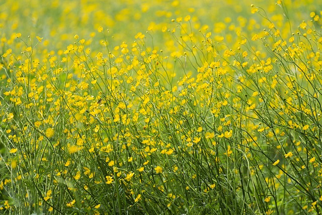 meadow, 4k wallpaper 1920x1080, wallpaper hd, flower background, cool backgrounds, full hd wallpaper, hd wallpaper, desktop backgrounds, floral background, 4k wallpaper, flower wallpaper, buttercups, free background, flower meadow, flower, windows wallpaper, plant, beautiful flowers, petals, mac wallpaper, beautiful wallpaper, blossom, bloom, summer, yellow flowers, free wallpaper, nature, laptop wallpaper, wallpaper 4k, background, background image - 4K 8K wallpaper background by ChiemSeherin | Pix8K