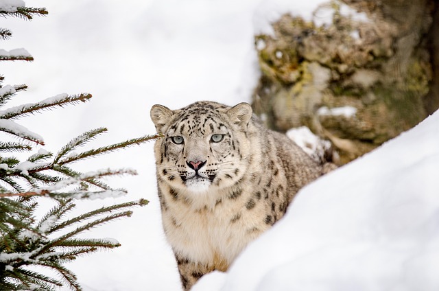 snow leopard, leopard, big cat, snow, winter, zoo, wildcat, hunter, nature, wild, portrait - 4K 8K wallpaper background by strichpunkt | Pix8K