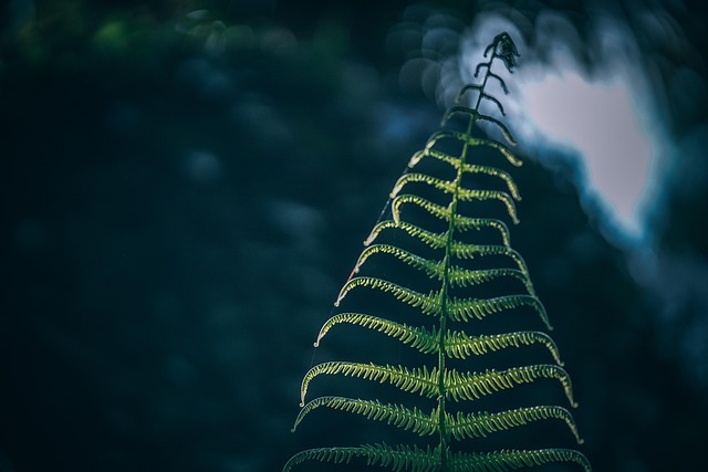 fern, full hd wallpaper, blurred, background, space wallpaper, abstract, garden, bush, tree, laptop wallpaper, space, green, windows wallpaper, mac wallpaper, lush, tropical, rain forest, hd wallpaper, fresh, beginning, flora, new, gardening, beautiful wallpaper, wallpaper hd, environment, 4k wallpaper, macro, cool backgrounds, macro photography, close, 4k wallpaper 1920x1080, free background, close-up, sunshine, desktop backgrounds, wallpaper 4k, cobwebs, free wallpaper, web, nature - 4K 8K wallpaper background by igorovsyannykov | Pix8K