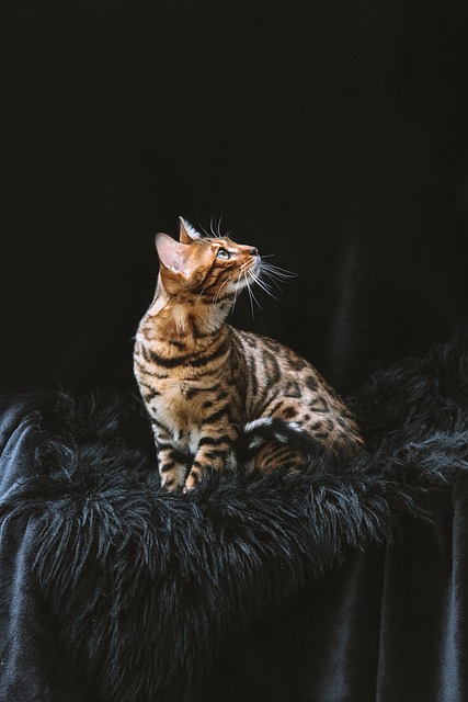 bengal cat, cat, pet, animal, nature, domestic cat, domestic animal, feline, mammal, portrait, aesthetic wallpaper, phone wallpaper - 4K 8K wallpaper background by xsimb | Pix8K