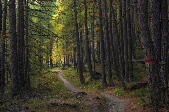 trail, trees, forest, path, woods, larch, autumn, landscape, nature, forest path, forest trail, nature path, nature trail, woodlands, undergrowth, trail, forest, forest, forest, forest, forest, path, forest path - 4K 8K wallpaper background by Camera-man | Pix8K