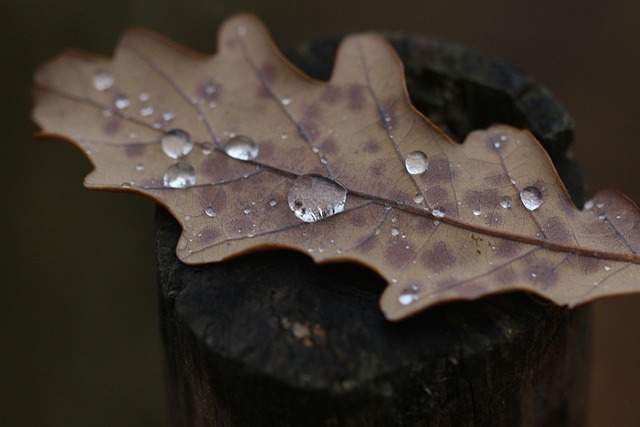 leaf, rain, wallpaper hd, cool backgrounds, nature, wood, oak leaf, background, brown, mac wallpaper, gray, laptop wallpaper, grim, 4k wallpaper 1920x1080, beautiful wallpaper, nature photography, desktop backgrounds, in the blurred background, depth of field, wallpaper 4k, full hd wallpaper, free background, windows wallpaper, forest, wet, 4k wallpaper, tree trunk, raindrop, free wallpaper, hd wallpaper, h2o, screen background - 4K 8K wallpaper background by Loo-i-gii | Pix8K