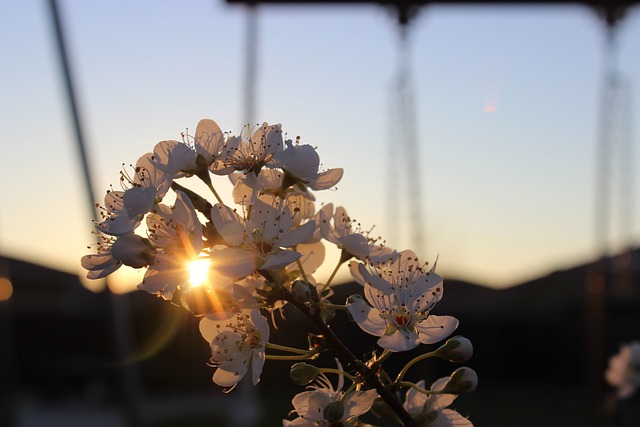aesthetic, nature, golden, nature wallpaper, flowers, nature background, beautiful, hd wallpaper, flower background, hello march, love, nature photography, cute wallpaper, bloom, spring, beautiful nature, flower wallpaper, floral, sky, beautiful flowers, spring background - 4K 8K wallpaper background by abbysmedley | Pix8K