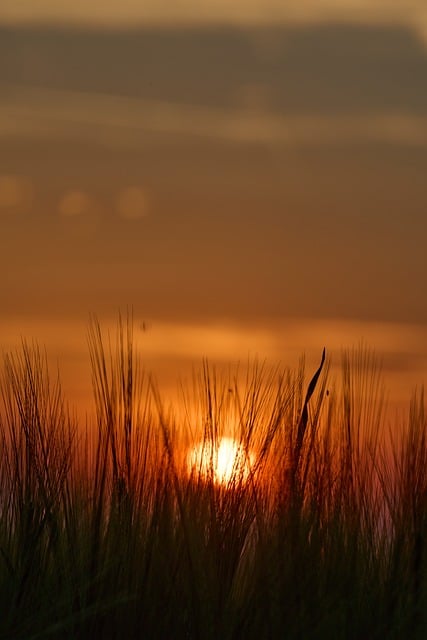 sunset, grass, nature, horizon, evening, silhouette, twilight, sky, summer, orange, peaceful, red-yellow, ancient, dawn, calm, golden, tranquil, evening sun, romantic, aesthetic - 4K 8K wallpaper background by Wolfgang_Hasselmann | Pix8K