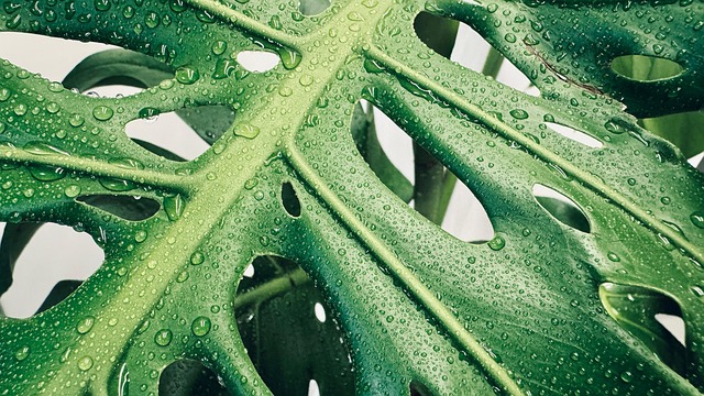 monstera deliciosa, plant, beautiful wallpaper, wallpaper 4k, mac wallpaper, 4k wallpaper 1920x1080, leaves, hd wallpaper, free wallpaper, cool backgrounds, desktop backgrounds, wallpaper hd, tropical, windows wallpaper, 4k wallpaper, free background, wallpaper, floral background, laptop wallpaper, nature, green, full hd wallpaper, waterdrops, closeup, China, Jilin, Jilin City - 4K 8K wallpaper background by BR7749 | Pix8K