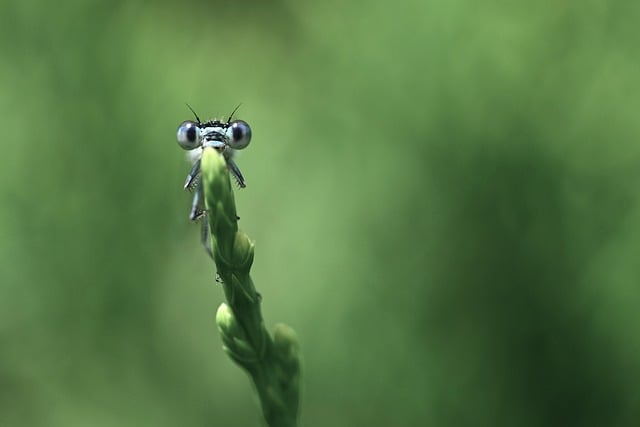 dragonfly, macro photography, green background, insect, eyes, jaws, green color, detail, high magnification, beautiful nature, contrast, spring, simplicity, picturesque, animal, vintage look, nature, natural lighting, minimalism, mandibles - 4K 8K wallpaper background by akirEVarga | Pix8K