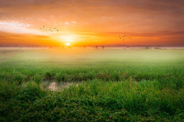 sunrise, nature, landscape, rice, nature background, desktop backgrounds, rice paddy, paddy field, nature wallpaper, 4k wallpaper, natural, wallpaper hd, wallpaper, colorful, cool backgrounds, free background, art, texture, morning, beautiful nature, photography, full hd wallpaper, vietnam, sky, sky background, lake, free wallpaper, wallpaper 4k, windows wallpaper, mac wallpaper, 4k wallpaper 1920x1080, beautiful wallpaper, hd wallpaper, laptop wallpaper, water - 4K 8K wallpaper background by Danganhfoto | Pix8K