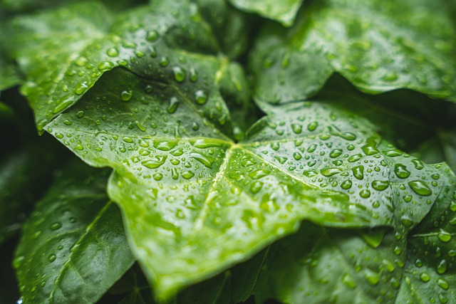plant, raindrop, foliage leaves, nature, water, green, leaves, rain, summer rain - 4K 8K wallpaper background by Bluetenkuss | Pix8K