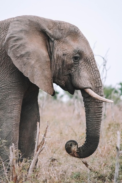 elephant, animal, mammal, african elephant, wild, trunk, tusk, pachyderm, large animal, large mammal, africa, nature, safari, animal world, wildlife, wildlife photography, wilderness, phone wallpaper, aesthetic wallpaper, elephant, elephant, elephant, elephant, elephant - 4K 8K wallpaper background by gapyearescape | Pix8K
