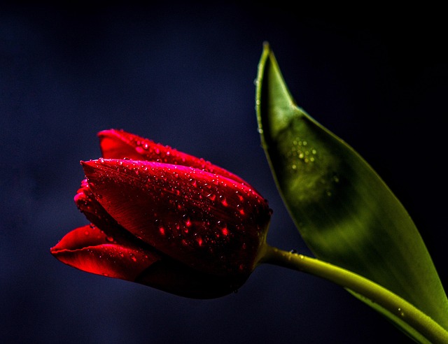 tulip, flowers, 4k wallpaper, flower background, beautiful flowers, wallpaper hd, flower wallpaper, windows wallpaper, hd wallpaper, full hd wallpaper, drops, dark, background, cool backgrounds, mac wallpaper, desktop backgrounds, nature, 4k wallpaper 1920x1080, beautiful wallpaper, free wallpaper, laptop wallpaper, free background, red, wallpaper 4k, wallpaper - 4K 8K wallpaper background by I_ren_e | Pix8K