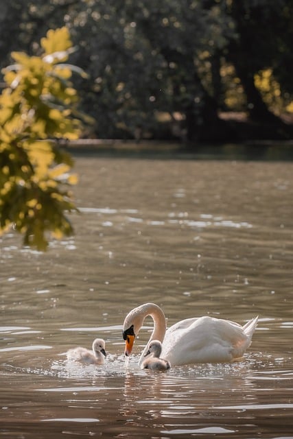 nurturing swan, cygnet care, natural pond, woodland water, parenting, samsung wallpaper, mobile wallpaper 4k, phone wallpaper, affectionate animal, gentle moment, bird family, iphone wallpaper, trending wildlife, lock screen wallpaper, unique animal shot, motherhood in nature, swan lovers, wallpaper, beautiful wallpaper, mobile wallpaper, ipad wallpaper, background, 4k, desktop background - 4K 8K wallpaper background by ahmetyuksek | Pix8K