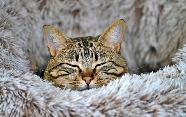 cat, feline, hd wallpaper, asleep, beautiful wallpaper, windows wallpaper, cute, domestic animal, wallpaper 4k, laptop wallpaper, pet, nature, free wallpaper, mammal, animal, wallpaper, winter, desktop backgrounds, cool backgrounds, full hd wallpaper, free background, coming, desktop picture, hintergrundsbild, mac wallpaper, 4k wallpaper 1920x1080, wallpaper hd, 4k wallpaper, yk - 4K 8K wallpaper background by ykaiavu | Pix8K