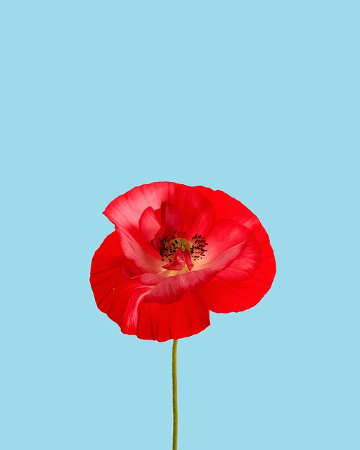 red poppy, poppy, bloom, red flower, flora, blossom, floriculture, horticulture, nature, botany, plant - 4K 8K wallpaper background by dewdrop157 | Pix8K