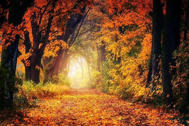 fall, avenue, path, leaves, tree, nature, forest, relax, quiet, haze, landscape, mood, orange, light, forest path, dirt road, fall, fall, fall, fall, fall, nature, forest, forest, relax, relax, light - 4K 8K wallpaper background by jplenio | Pix8K