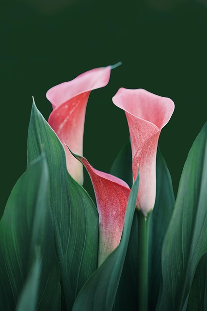 flowers, calla lilies, lock screen wallpaper, bloom, nature, plant, blossom, flora, mobile wallpaper, happy birthday, floral, pink, spring, floral background, botany, petals, ipad wallpaper, phone wallpaper, flower background, beautiful wallpaper, close up, aesthetic wallpaper, samsung wallpaper, happy mothers day, iphone wallpaper, greeting card, sympathy, flower wallpaper, mobile wallpaper 4k, beautiful flowers, wallpaper - 4K 8K wallpaper background by flutie8211 | Pix8K